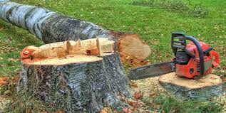 Professional Tree Removal in Mather, CA