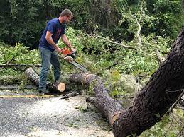 Best Tree Removal  in Mather, CA