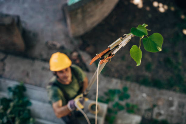 Best Tree Cabling and Bracing  in Mather, CA