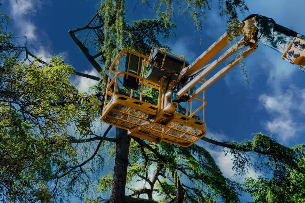 Best Aeration Services  in Mather, CA