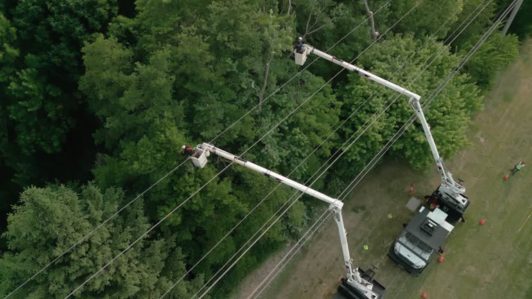How Our Tree Care Process Works  in  Mather, CA