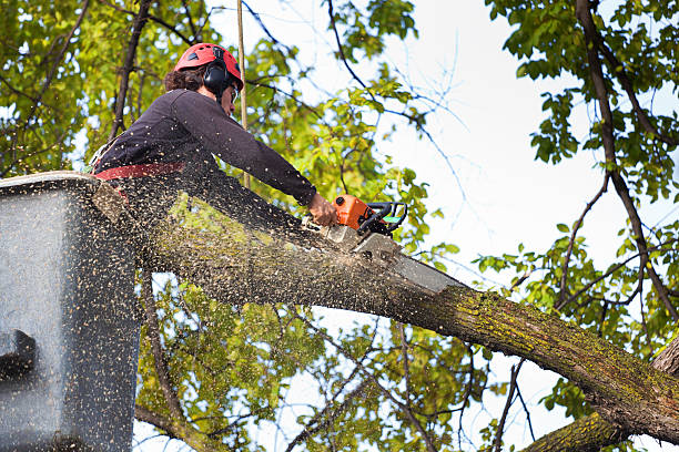 Best Emergency Tree Removal  in Mather, CA