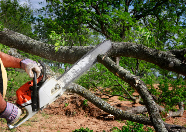 Best Tree Maintenance Programs  in Mather, CA