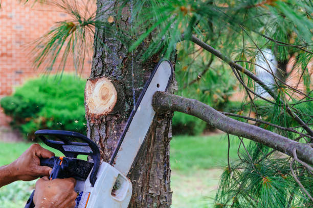 Best Storm Damage Tree Cleanup  in Mather, CA