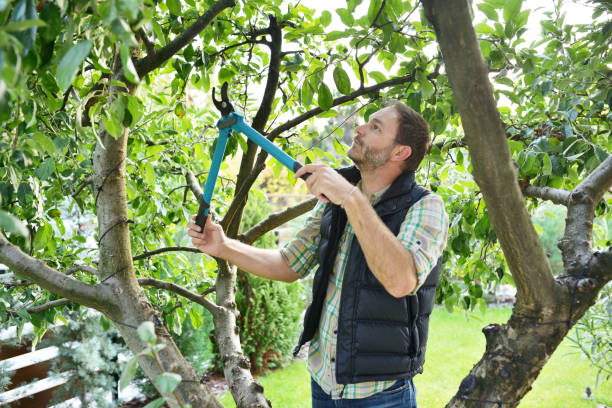 Best Fruit Tree Pruning  in Mather, CA